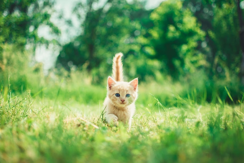 猫の病気や怪我でかかる治療費