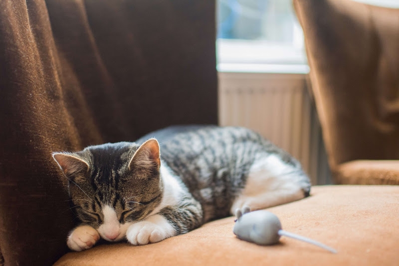 猫の保険に関するよくある疑問