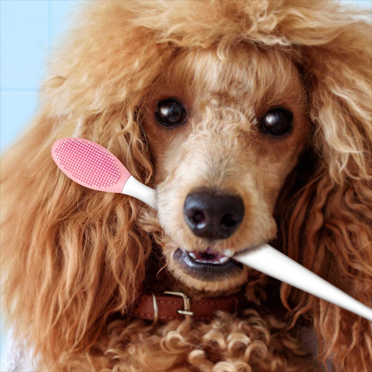 UEETEK(ユーイーテク) 犬用歯ブラシ シリコンの商品画像9 