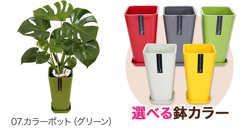 幸せの花急便 モンステラ 6号の商品画像4 