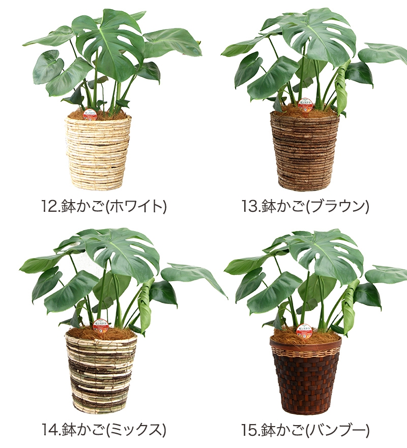 幸せの花急便 モンステラ 6号の商品画像6 