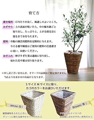 Flower Kitchen(フラワーキッチン) オリーブ 6号鉢の商品画像6 