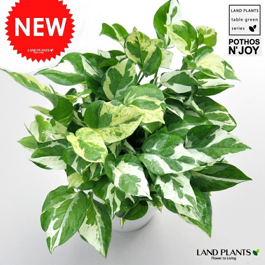 LAND PLANTS(ランドプランツ) ポトス・エンジョイ 10000169の商品画像7 