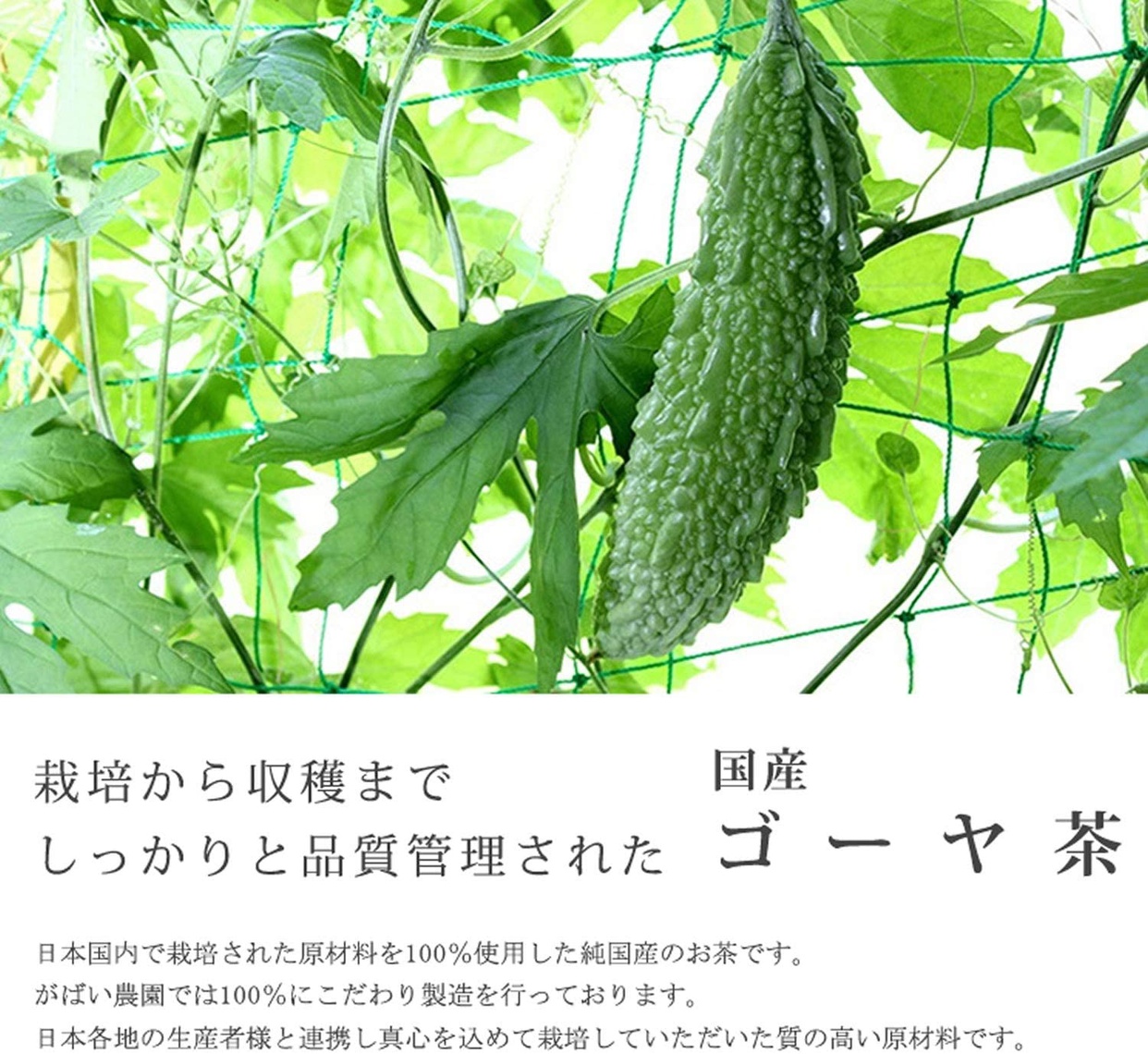 がばい農園 国産の手作り ゴーヤ茶の商品画像2 