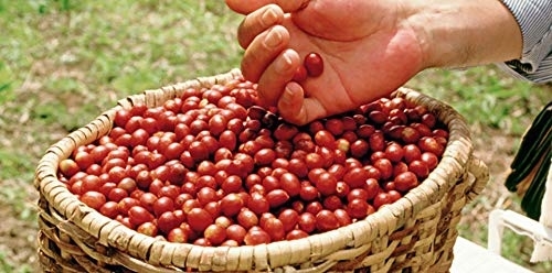 MOUNT HAGEN(マウントハーゲン) オーガニック フェアトレード カフェインレス インスタントコーヒーの商品画像5 