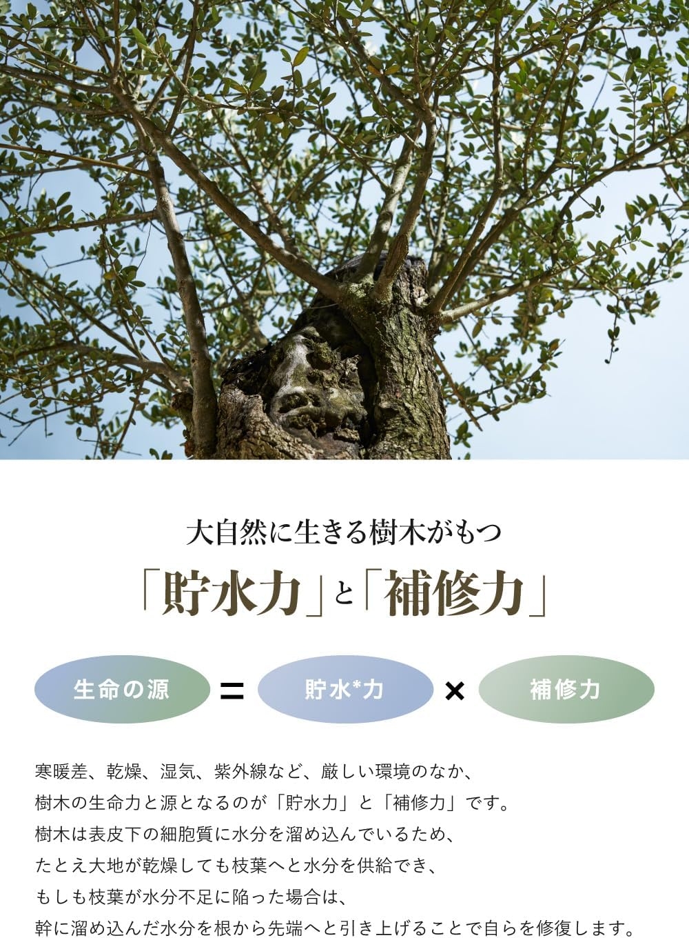 byTREES(バイツリーズ) うるモイストシャンプーの商品画像2 