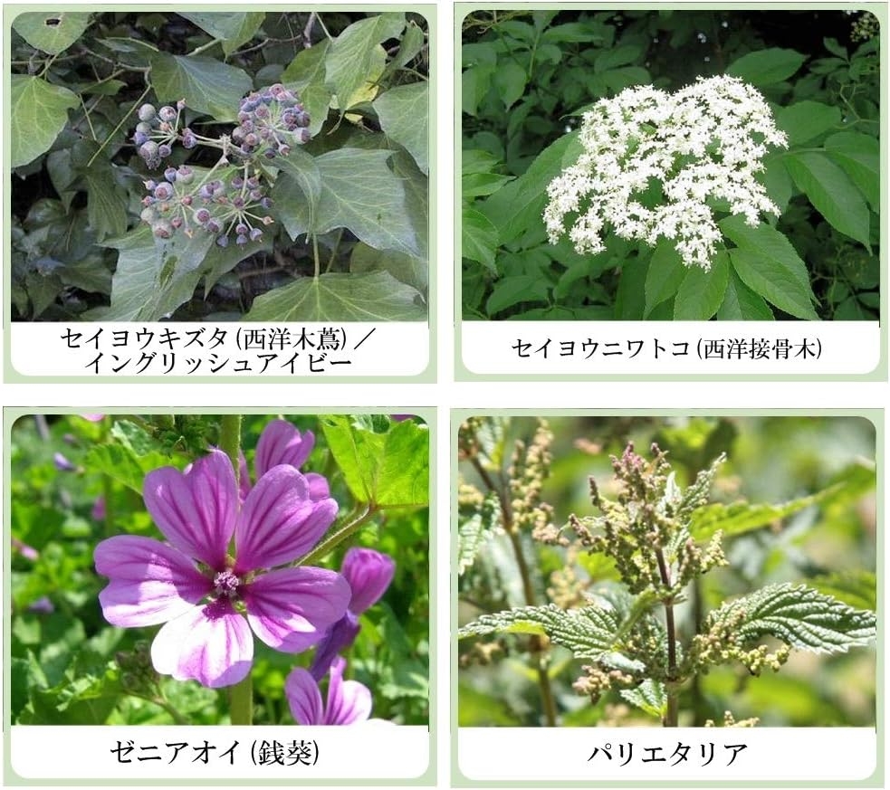 美健漢方研究所 草根木花 ハーブ アストリンゼントローション No.1の商品画像4