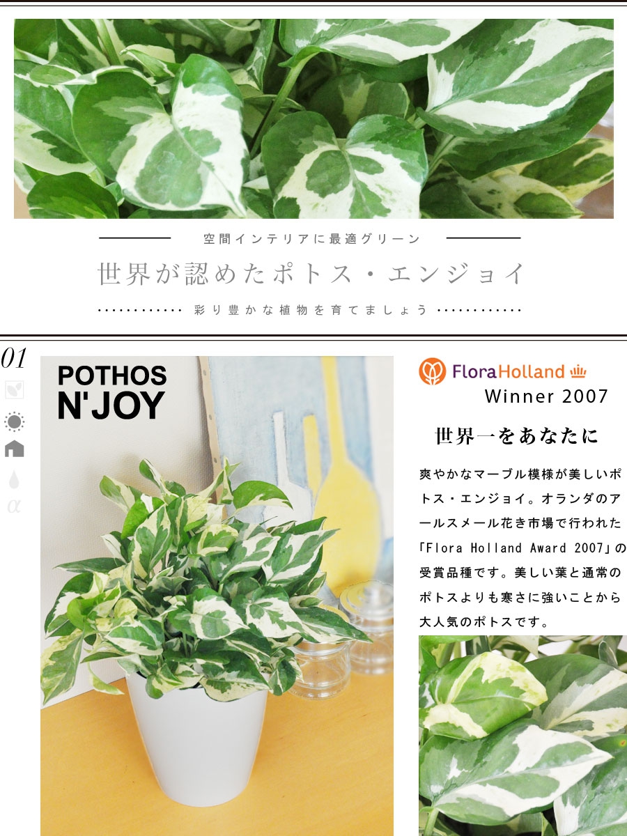 LAND PLANTS(ランドプランツ) ポトス・エンジョイ 10000169の商品画像2 