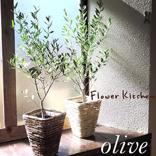 Flower Kitchen(フラワーキッチン) オリーブ 6号鉢の商品画像2 