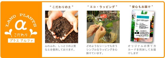 LAND PLANTS(ランドプランツ) ポトス・エンジョイ 10000169の商品画像5 