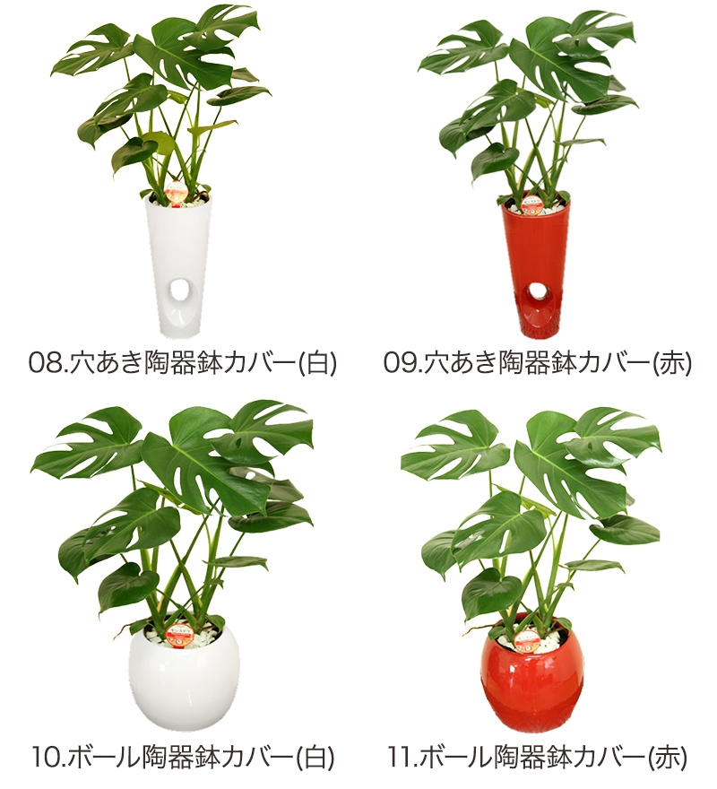 幸せの花急便 モンステラ 6号の商品画像5 