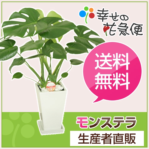 幸せの花急便 モンステラ 6号の商品画像8 