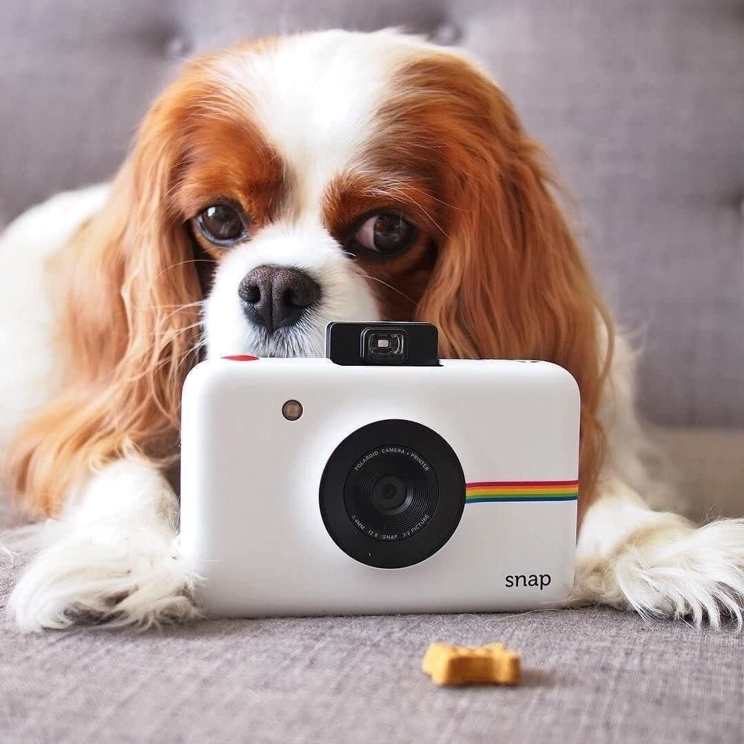 Polaroid(ポロライド) Snapの商品画像11 