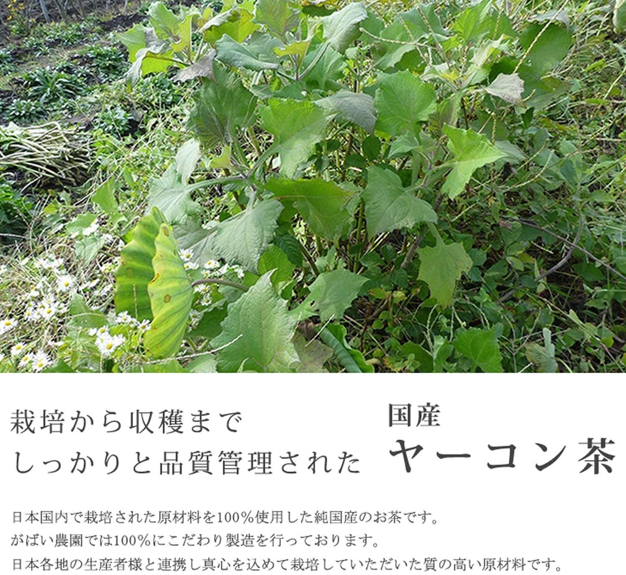 がばい農園 国産手作り ヤーコン茶の商品画像2 