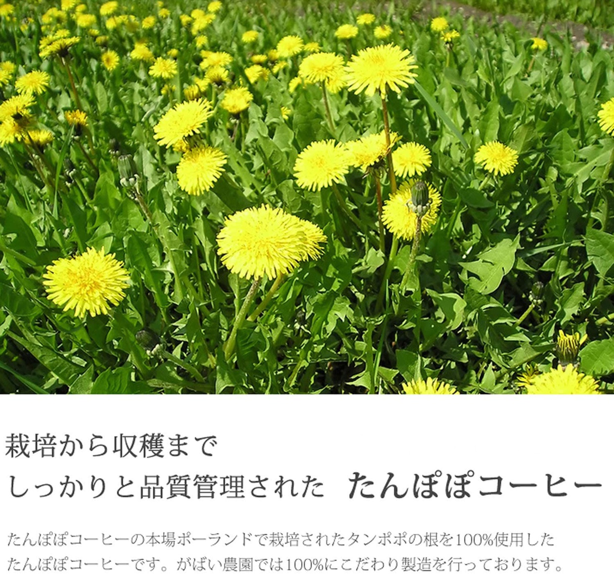 がばい農園 たんぽぽコーヒーの商品画像2 