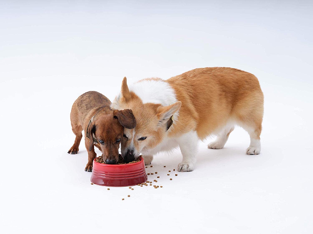 SOLVIDA(ソルビダ) グレインフリー チキン 室内飼育体重管理用の商品画像6 