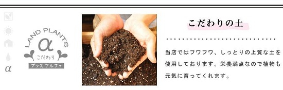 LAND PLANTS(ランドプランツ) フィロデンドロン・インペリアルゴールドの商品画像9 