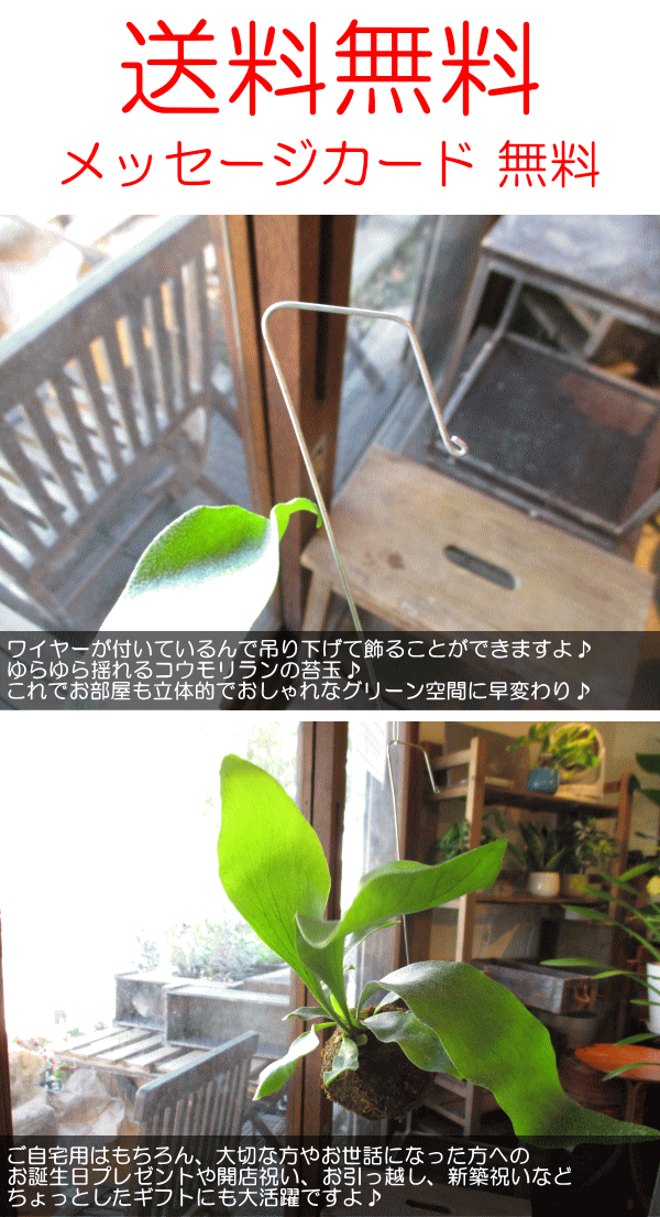 薫る花 コウモリラン koumori-03の商品画像5 