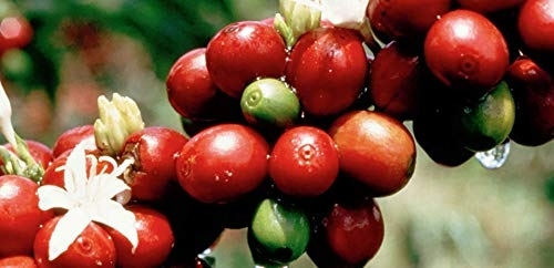 MOUNT HAGEN(マウントハーゲン) オーガニック フェアトレード カフェインレス インスタントコーヒーの商品画像4 