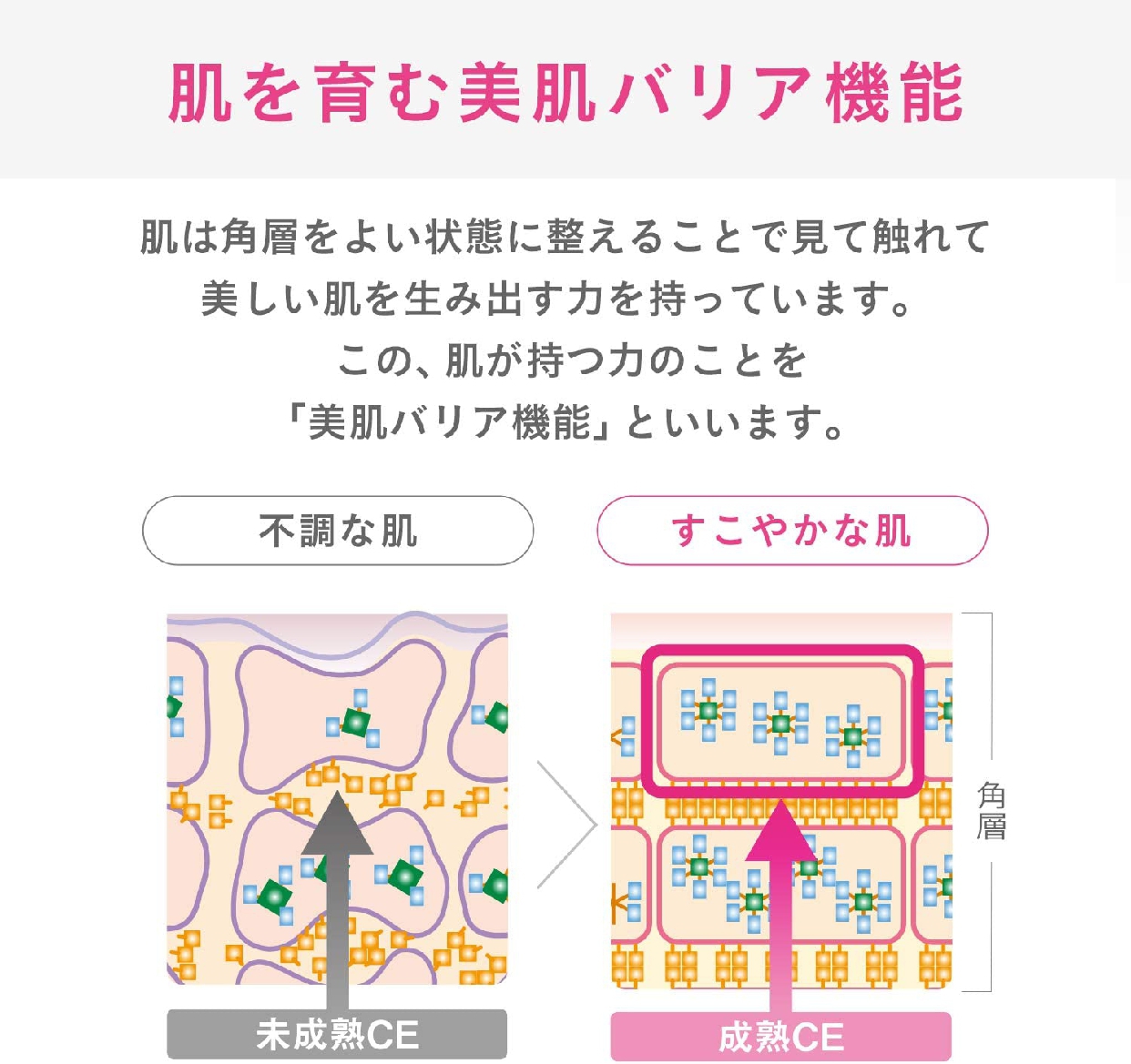 d program(d プログラム) バイタルアクト エマルジョン MBの商品画像13 