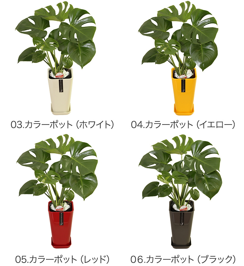 幸せの花急便 モンステラ 6号の口コミ 評判一覧 0件の観葉植物レビュー モノシル