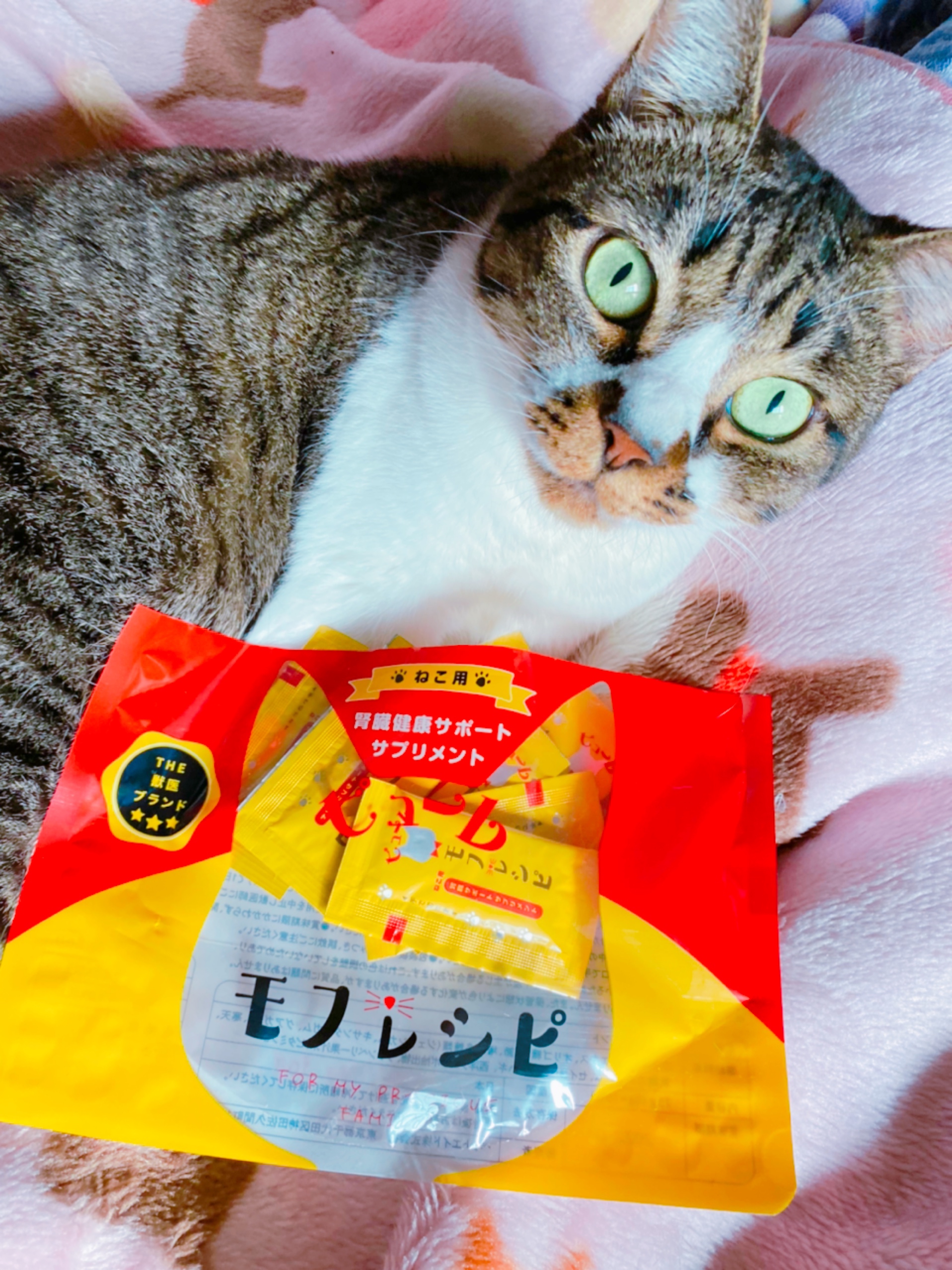 ネコ用腎臓健康サポートサプリメント‼️モフレシピ😸を使ったfumiさんのクチコミ画像3
