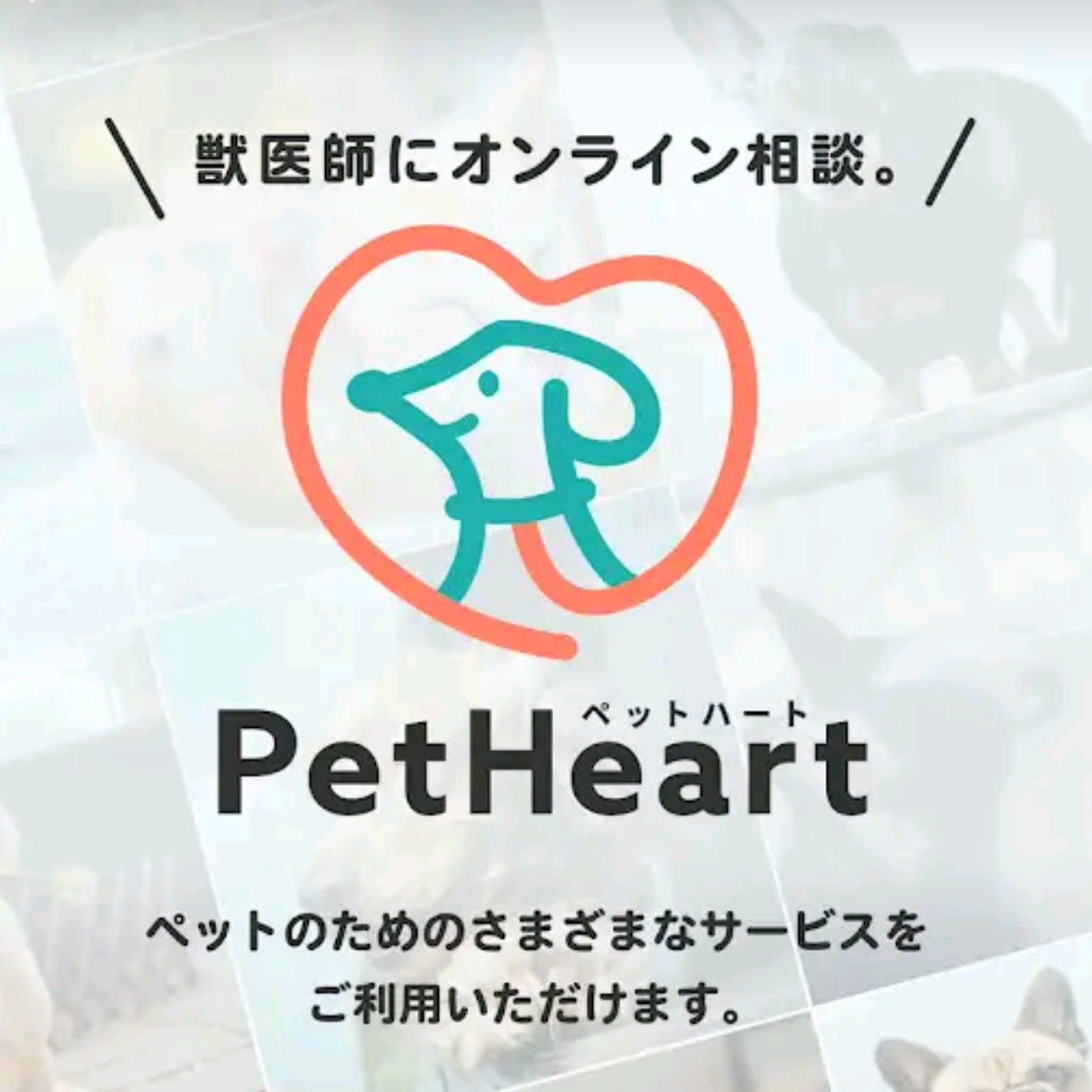 Petcierge(ペットシェルジュ) PetHeartを使ったぎんむぎさんのクチコミ画像1