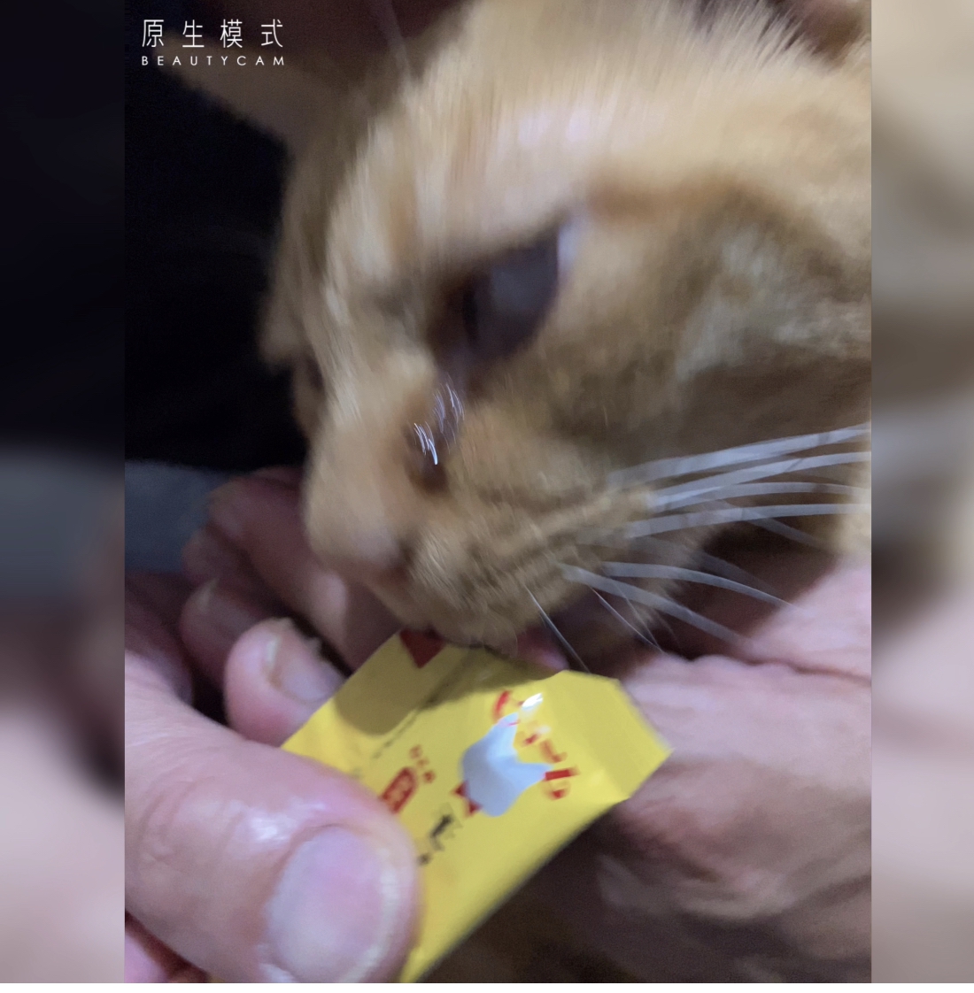 ネコ用腎臓健康サポートサプリメント‼️モフレシピ😸を使ったfumiさんのクチコミ画像2