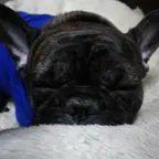 bubu | ただのフレブル好き💕