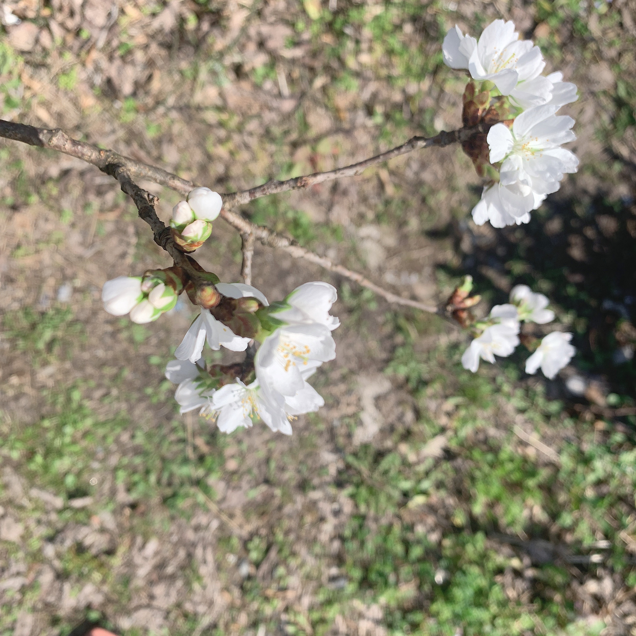 spring(現役美容部員・コスメコンシェルジュ)