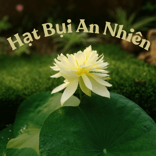 Hạt Bụi An Nhiên(Hạt Bụi An Nhiên)